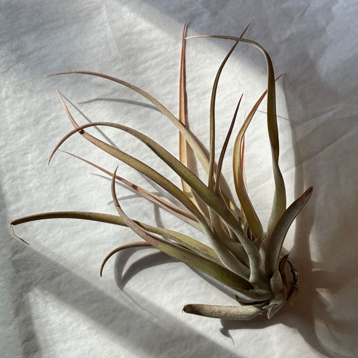 A618 Tillandsia capitata peach - Large