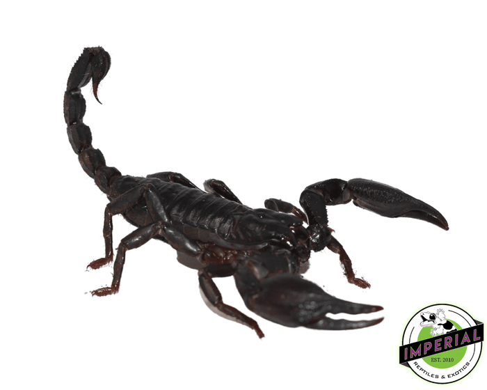 buy scorpion online at cheap prices, scorpions for sale near me