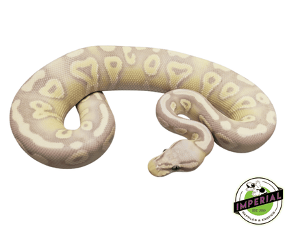banana pastave ball python for sale, buy reptiles online