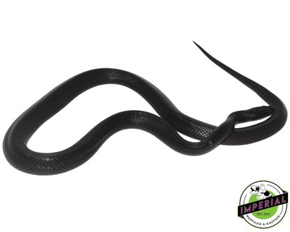 african black house snake for sale, buy reptiles online