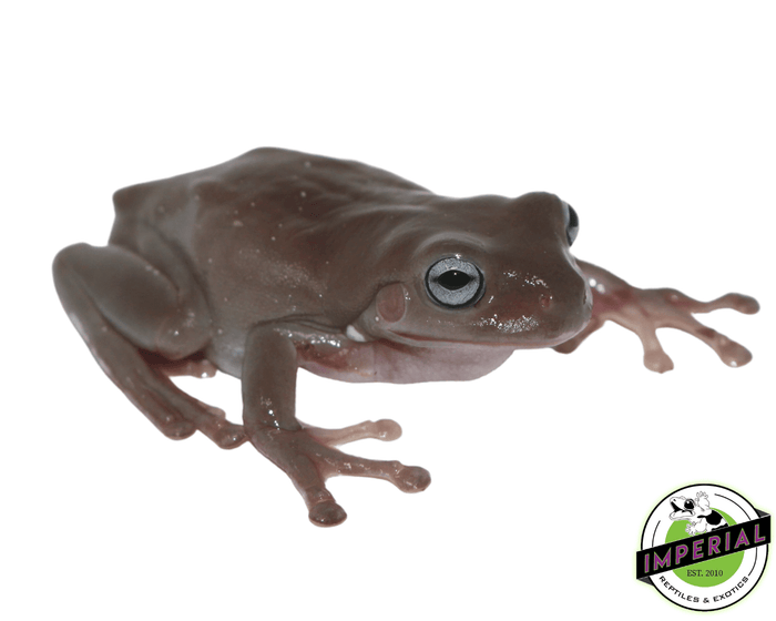 whites tree frog for sale, buy amphibians online