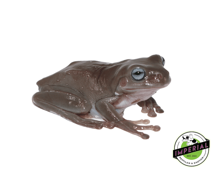 whites tree frog for sale, buy amphibians online