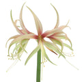 Mini Tango Amaryllis Flowers