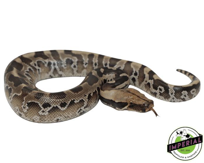sumatran black blood short tail python for sale, buy reptiles online