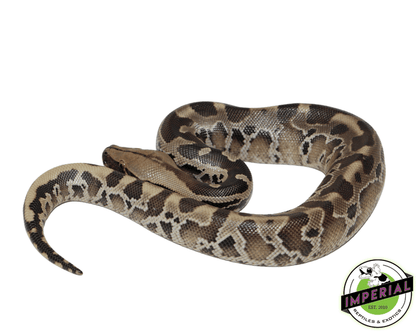 sumatran black blood short tail python for sale, buy reptiles online